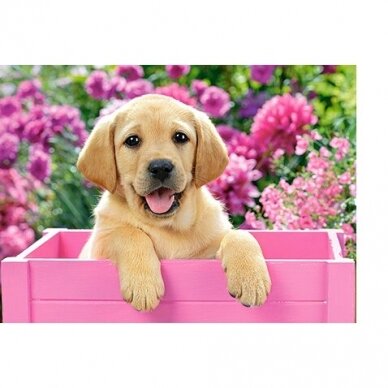 Castorland dėlionė Labrador Puppy In Pink Box 300 det. 1