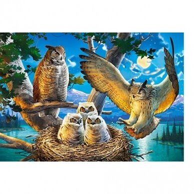 Castorland dėlionė  Owl Family 500 det 1