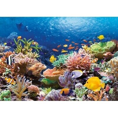 Castorland dėlionė Coral Reef Canada 1000 det. 1