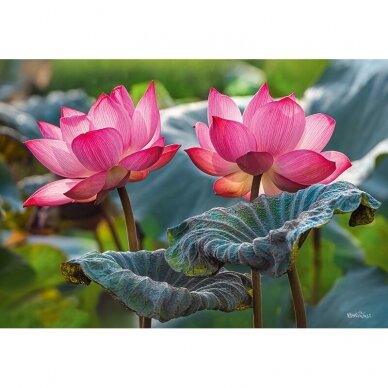 CherryPazzi dėlionė Pink Lotus flowers 500 det
