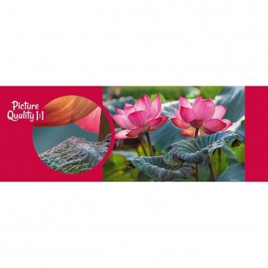CherryPazzi dėlionė Pink Lotus flowers 500 det